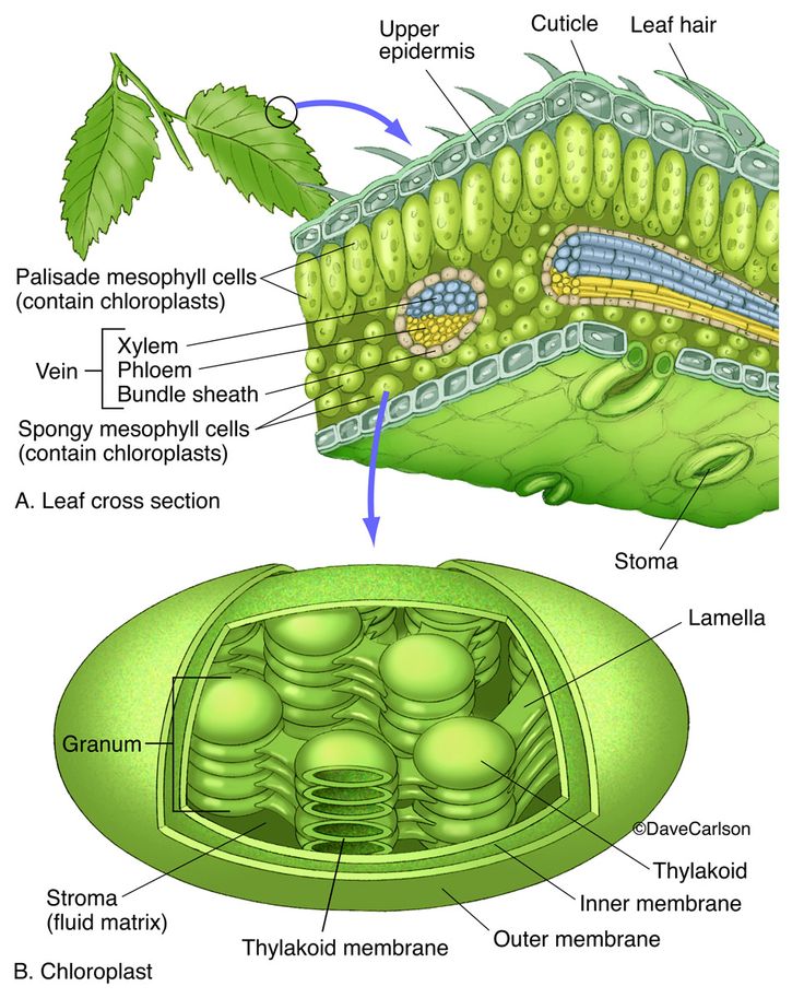 Photosynthesis Diagram GCSE Biology