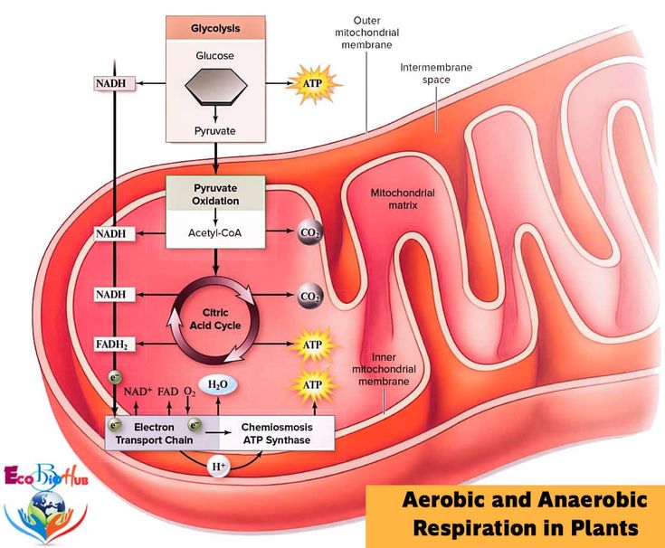 Aerobic Respiration Flow Diagram