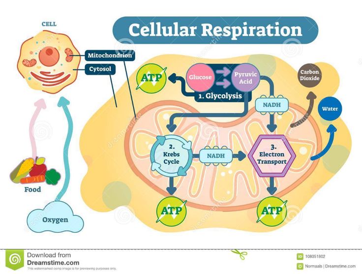 Anaerobic Respiration Flow Diagram